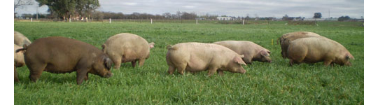 Ibéricos de bellota